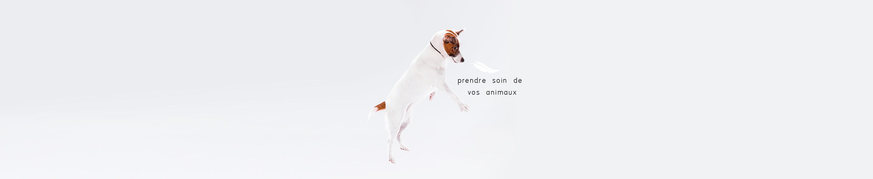 PLUME PREND SOIN DE VOS ANIMAUX